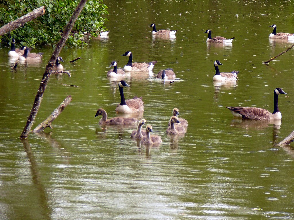 Oies Bernaches et petits
